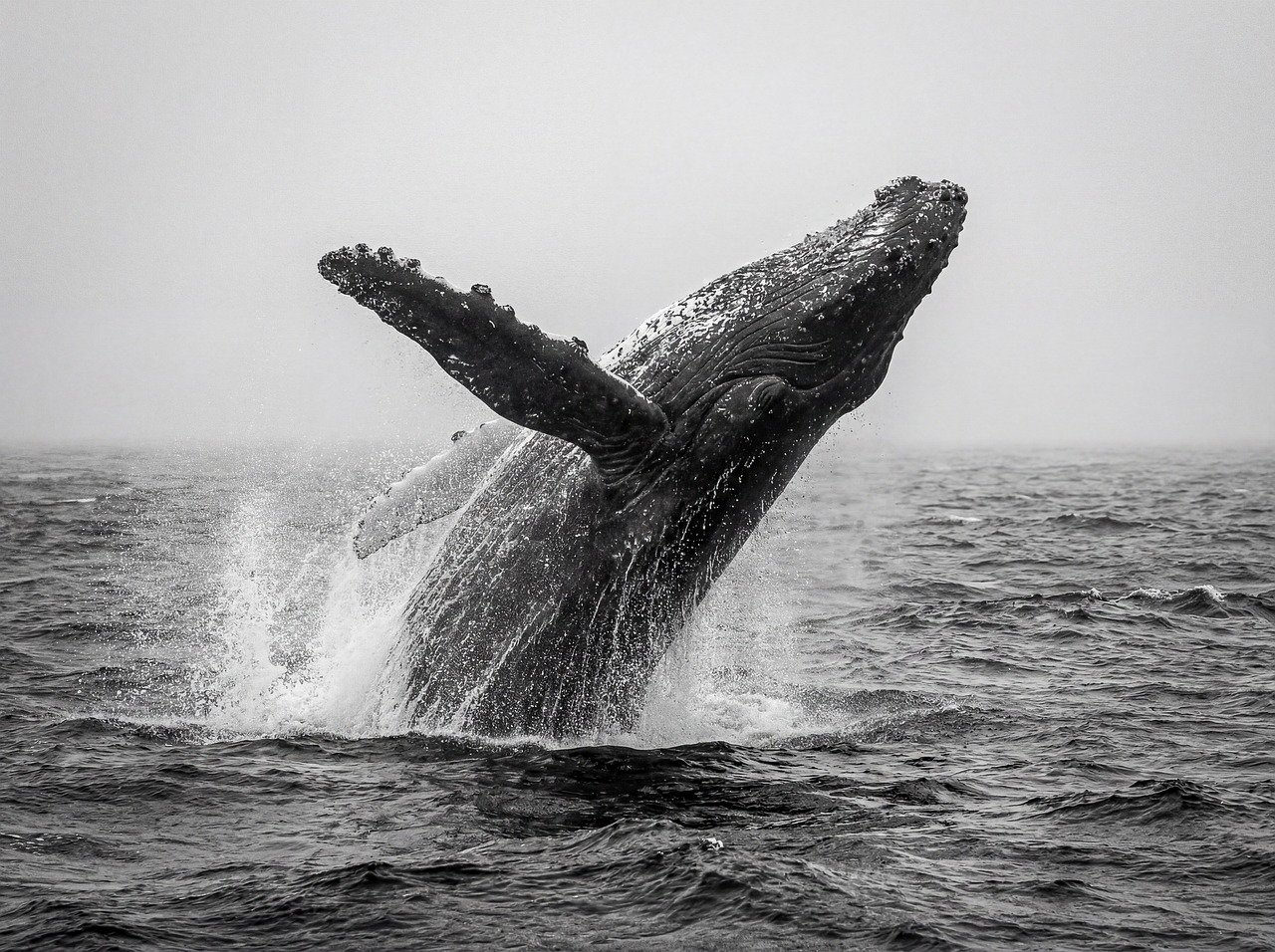 whale, fish, nature, underwater, aquarium, swim, animal, fishing, sea, swimming, blue, ocean, aquatic, water, lake, wet, drop, flow, ai generated