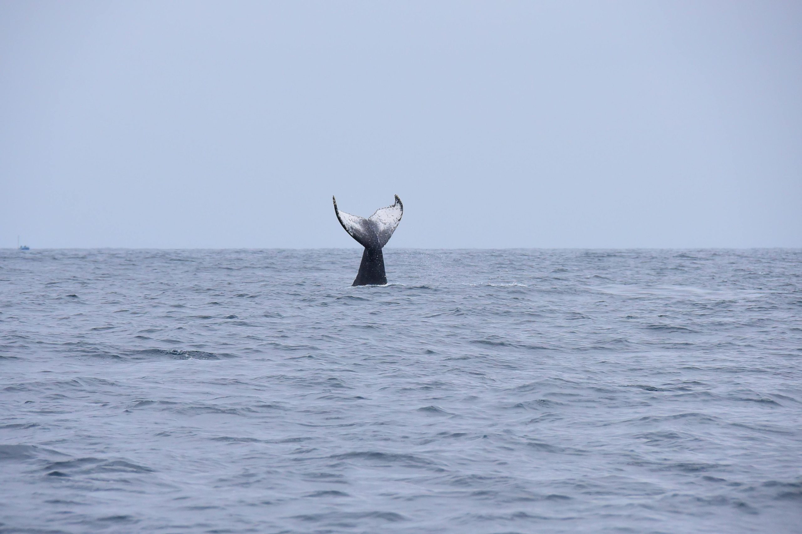 Captivating view of a humpback whale tail surfacing in the vast ocean.
