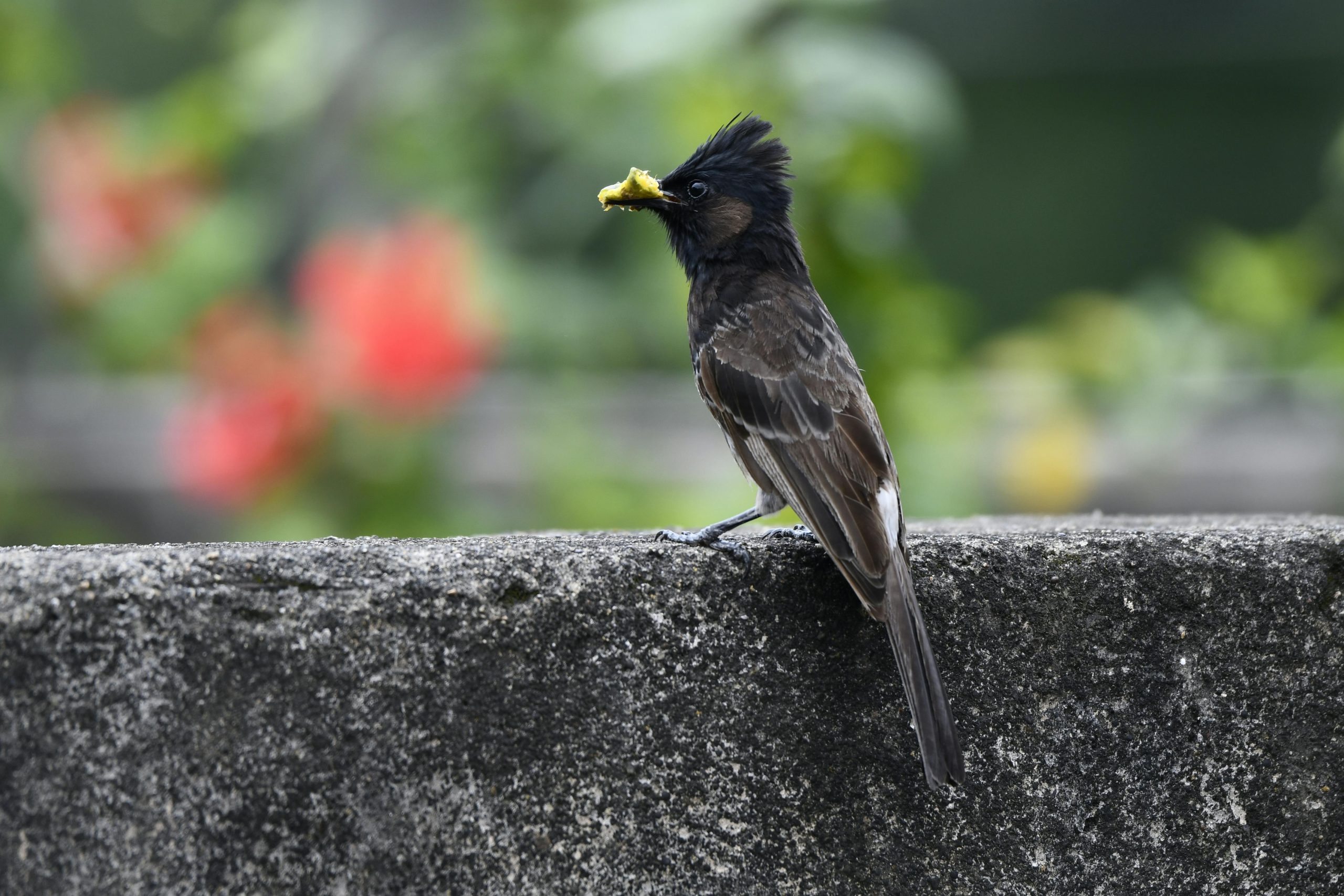 A red-vented bulbul perches on a concrete wall with blurred greenery in the background.