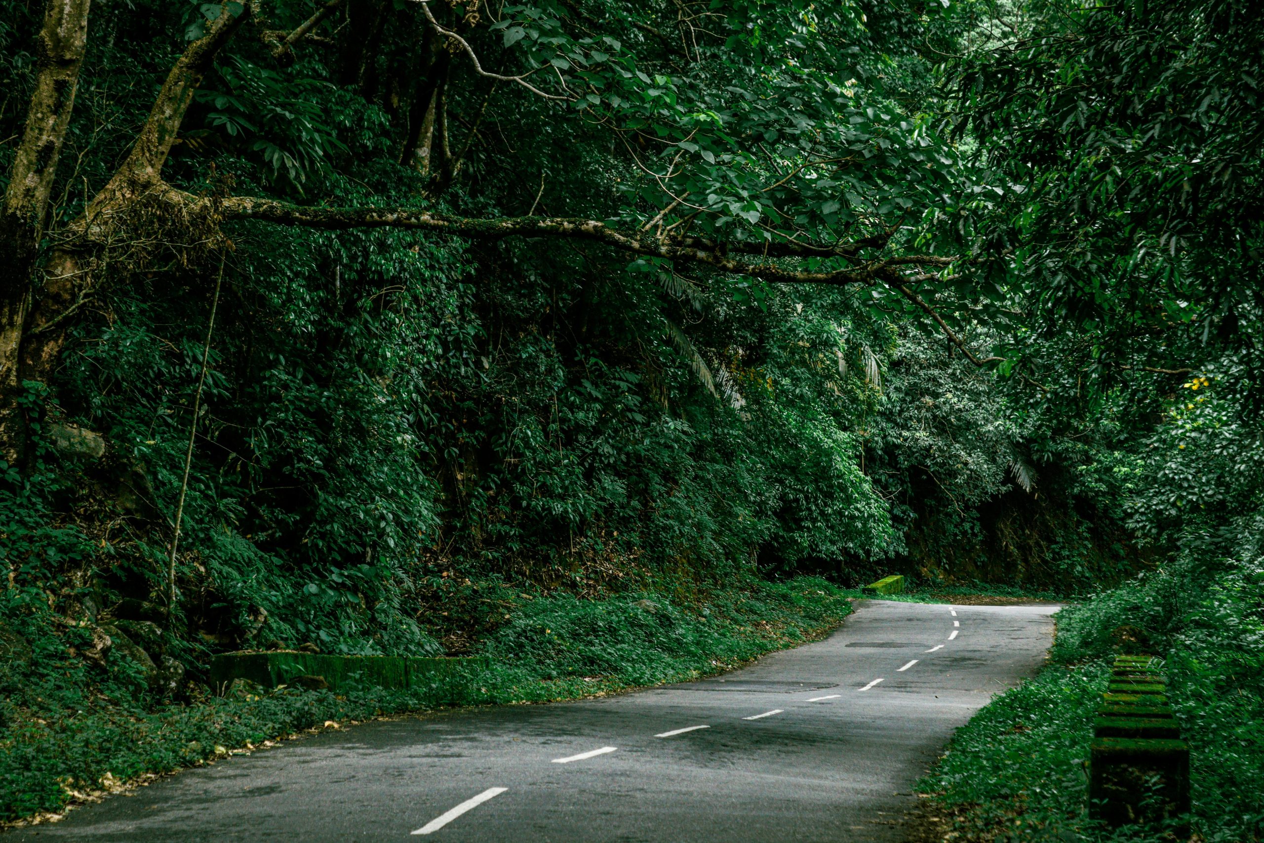 Peaceful winding road through lush green forest in KL, India offering scenic rural beauty.
