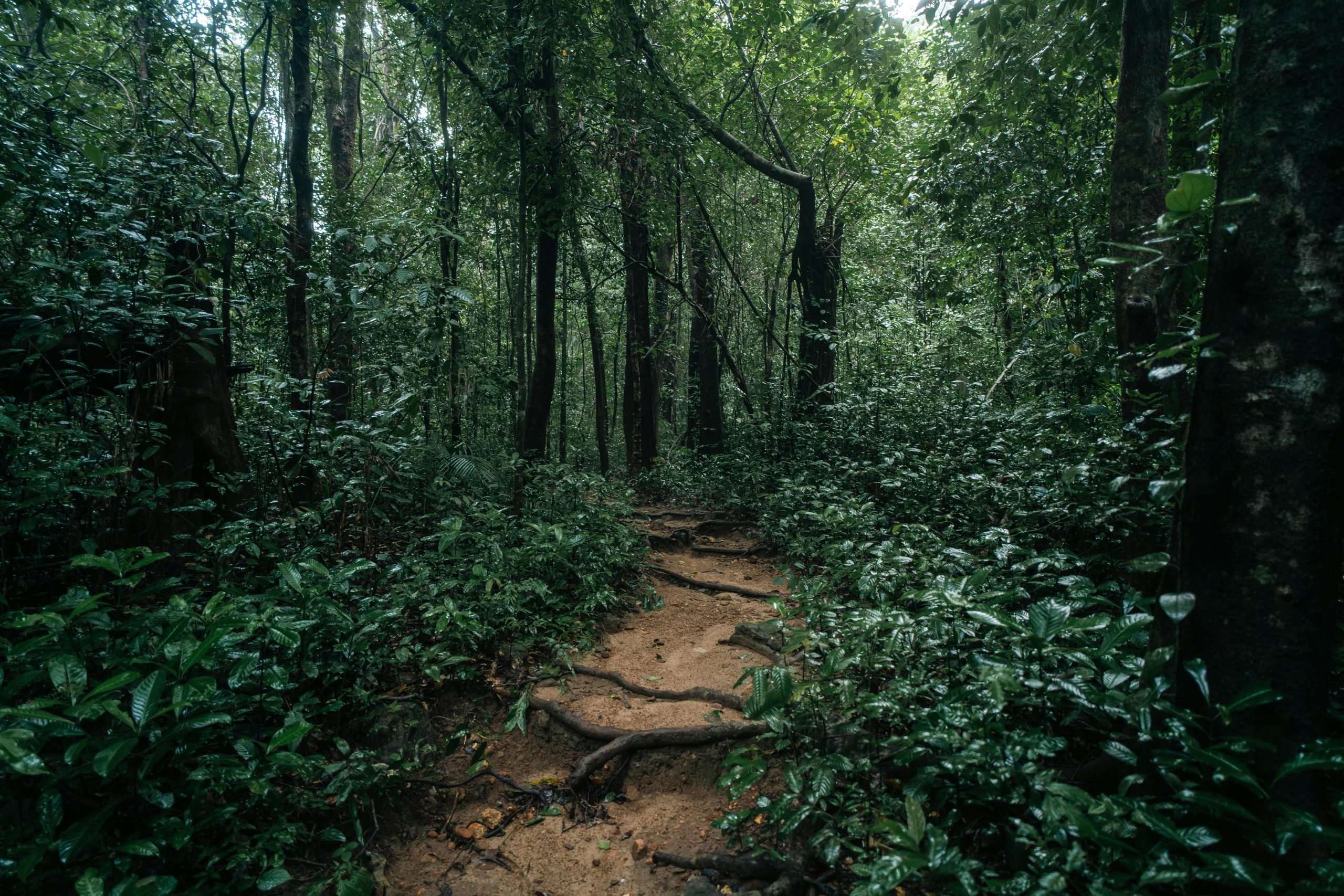 Explore a serene forest path surrounded by dense lush greenery, perfect for nature lovers.