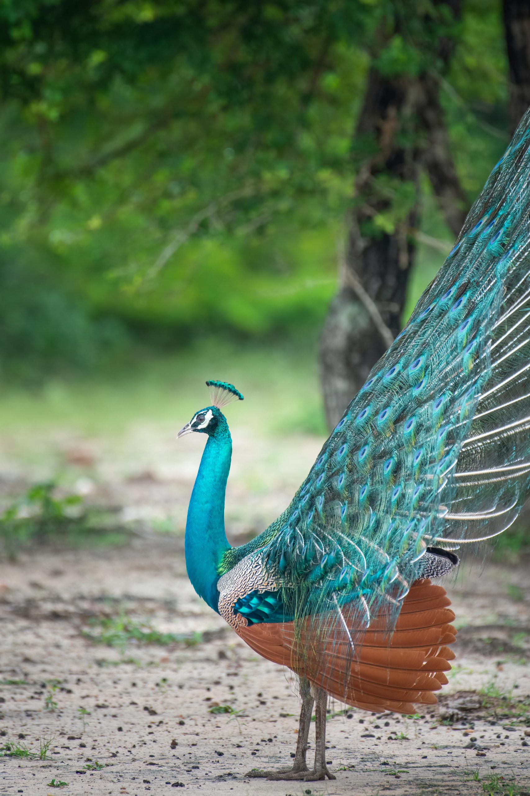 Breathtaking image of a peacock showing its vibrant feathers in a serene natural setting.