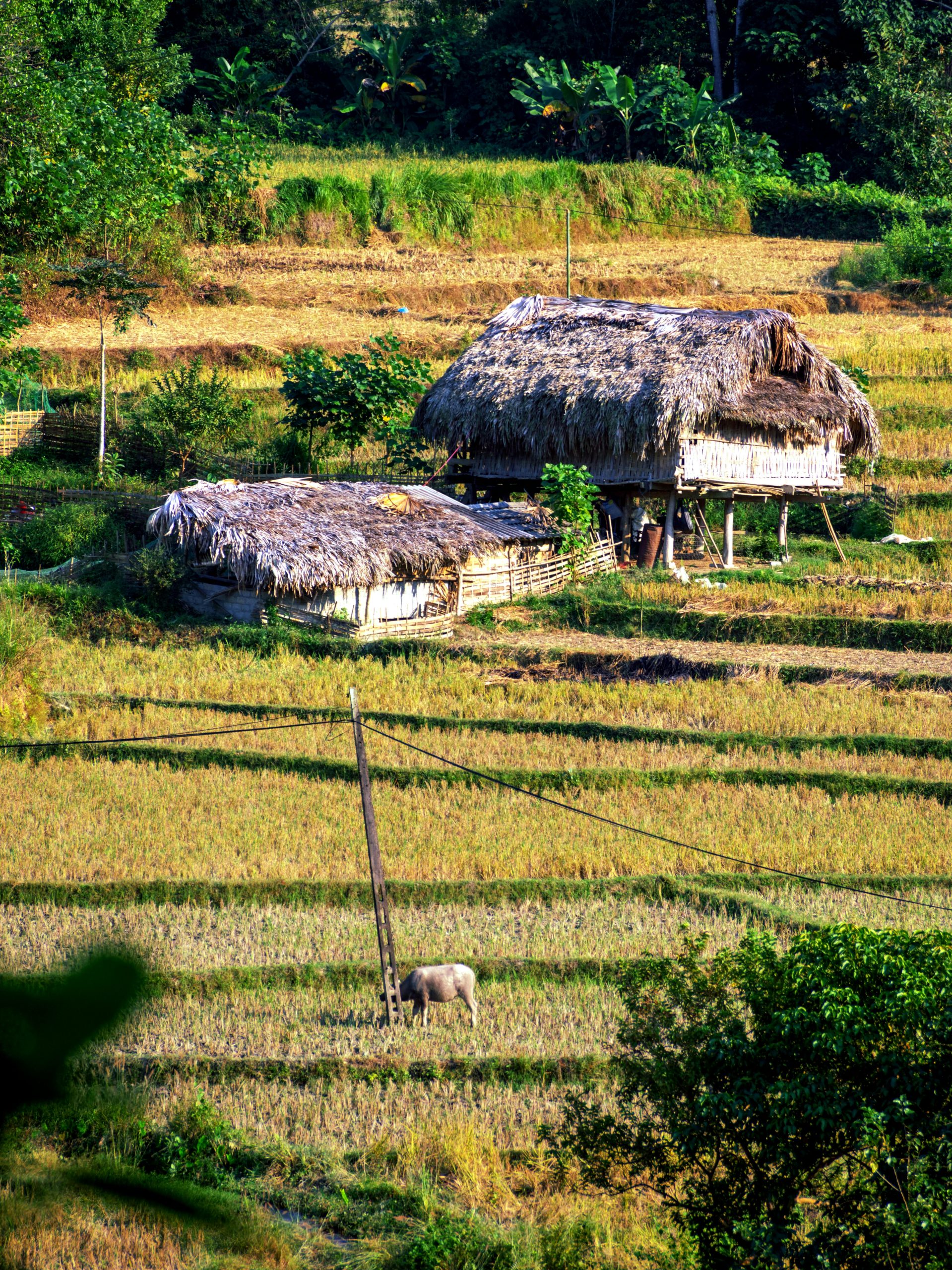 A scenic rural view featuring traditional straw huts and green fields in a vibrant countryside setting.