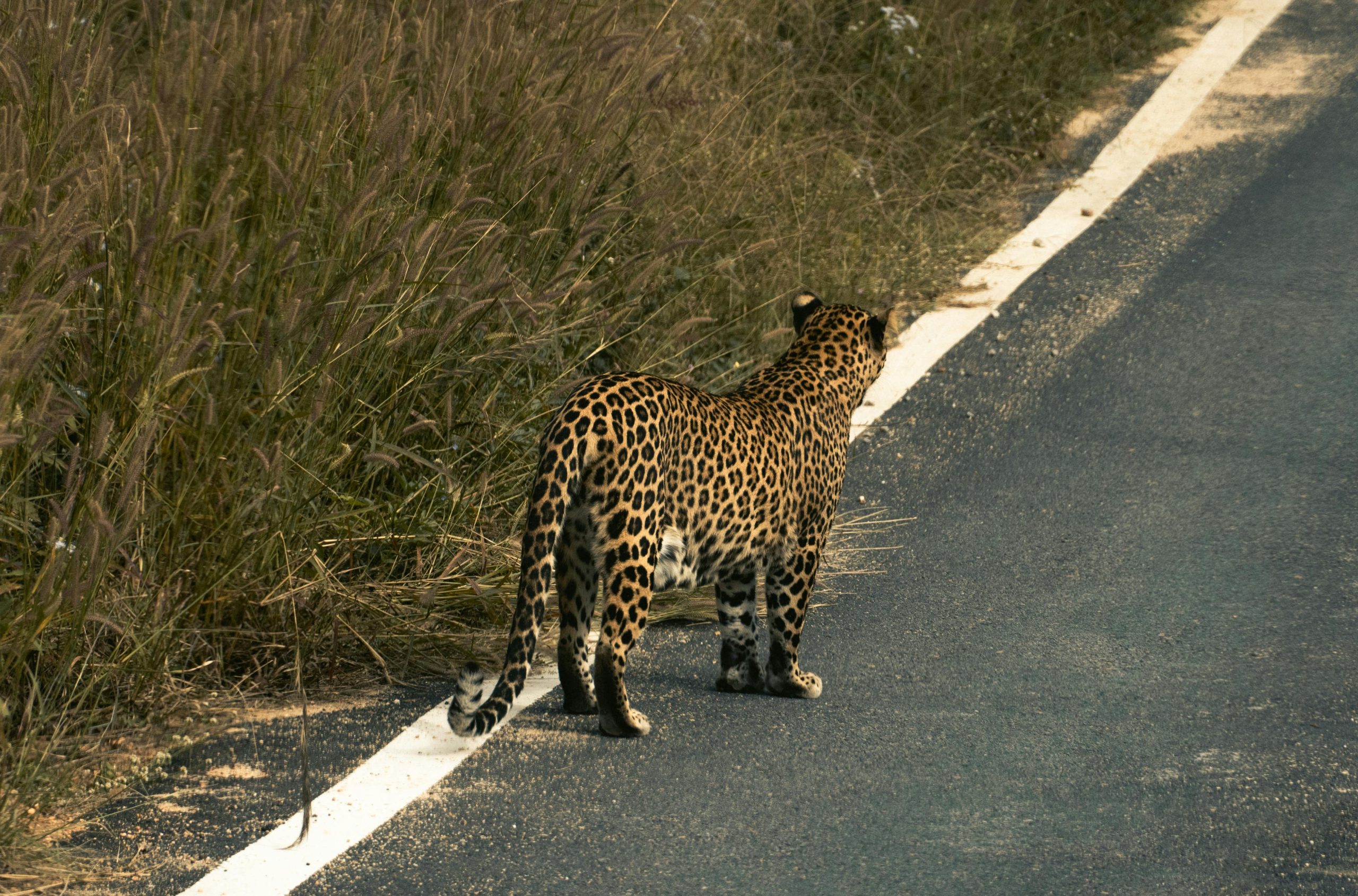 Leopard walking across a road in Bengaluru, set against the Indian grassland.
