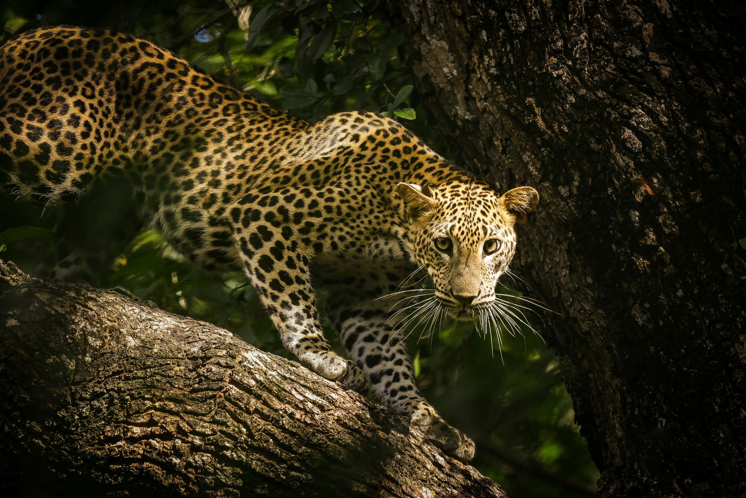 Leopard Tracking Zones