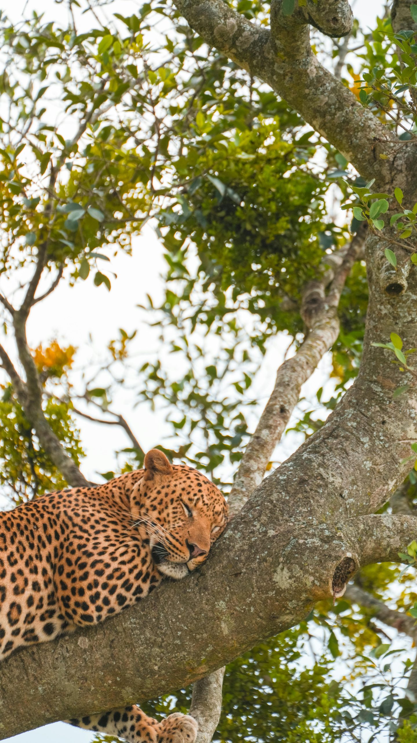 A serene leopard resting on a tree in Kenya, showcasing African wildlife at its best.