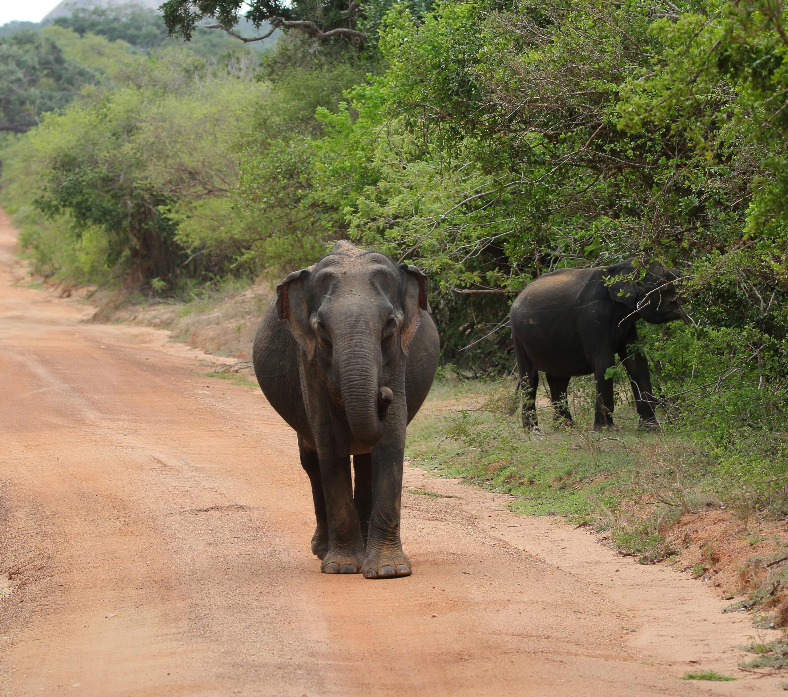 Elephants walking on an unpaved road in Sri Lanka, showcasing natural wildlife habitat.