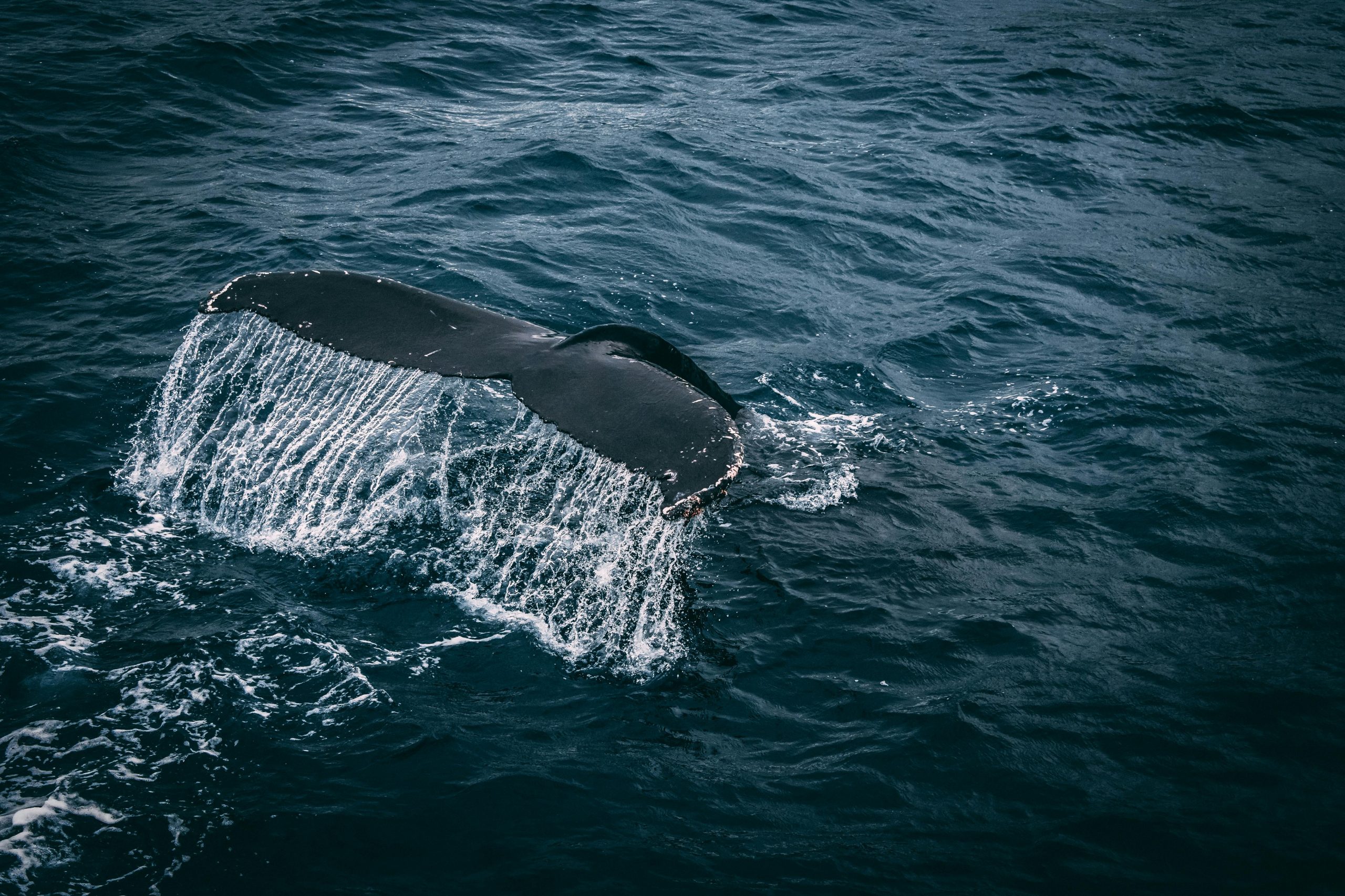 Stunning capture of a whale tail splashing in the deep blue ocean, showcasing marine beauty.