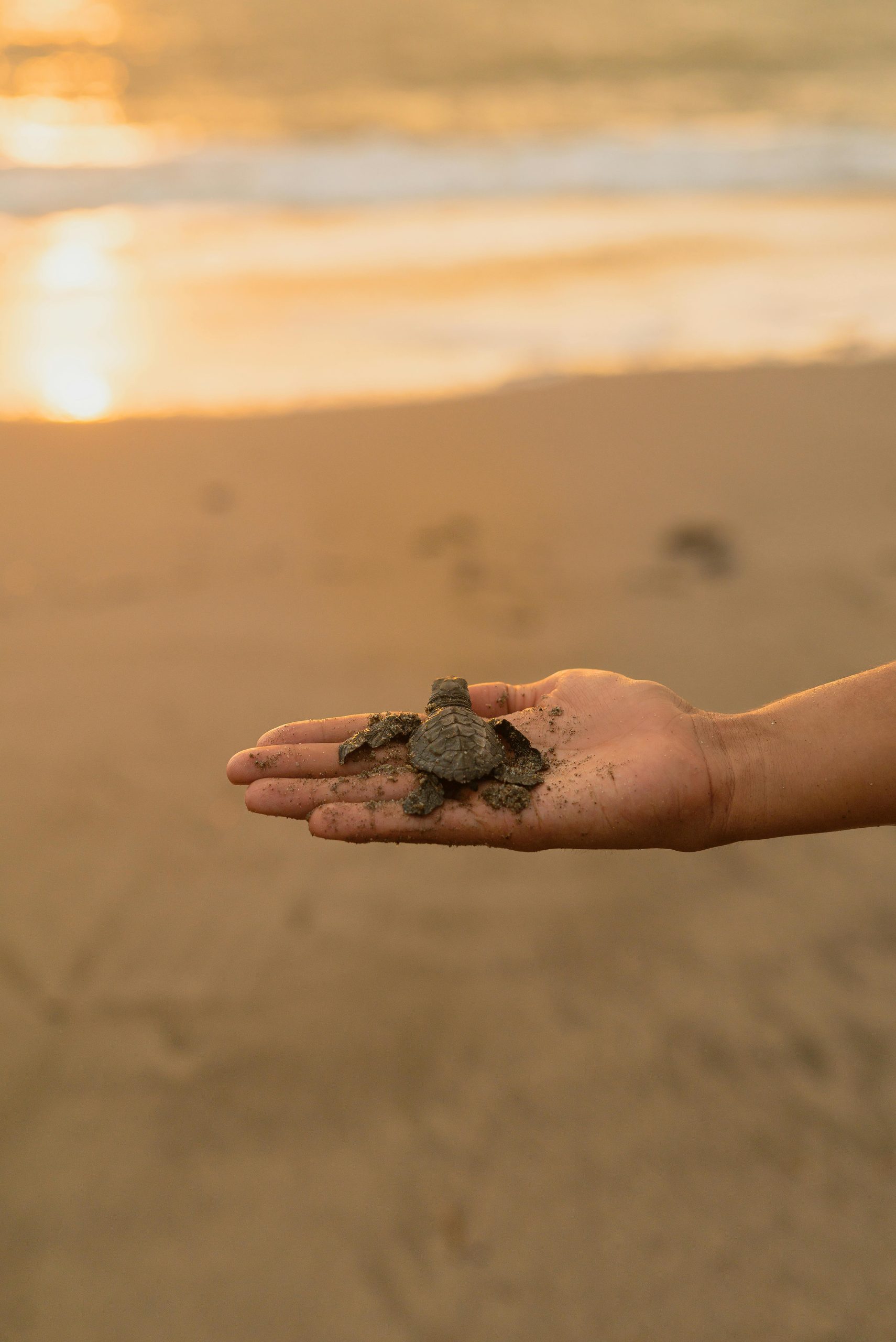 Sea Turtle Hatchery