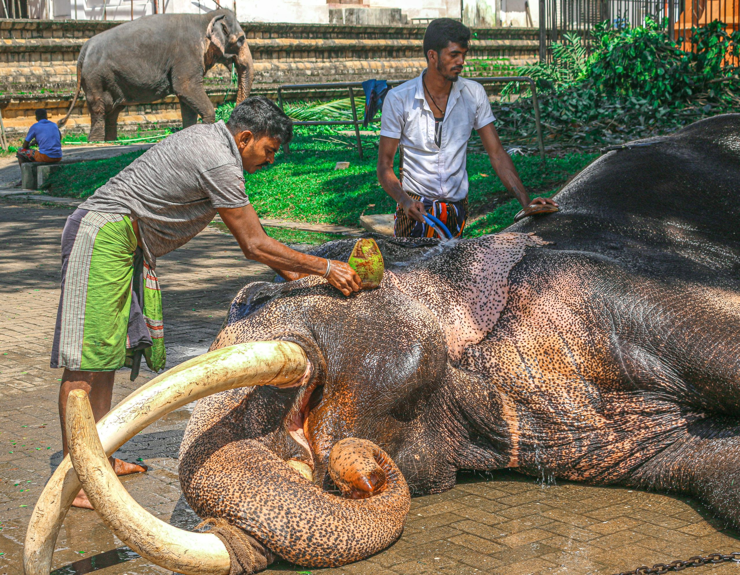 Men bathing an elephant in Kandy, Sri Lanka, showcasing elephant care and cultural practices.
