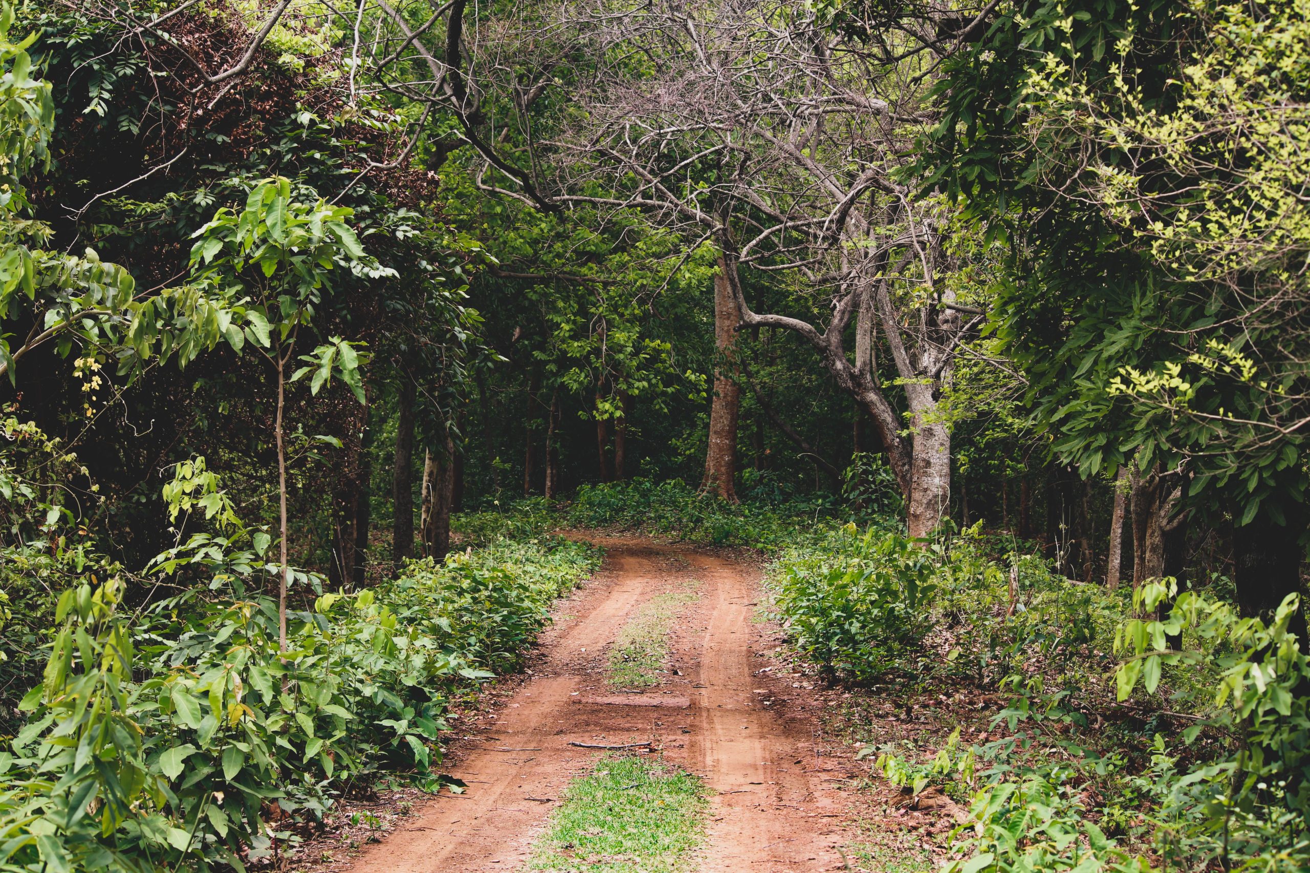 Udawatta Kele Sanctuary