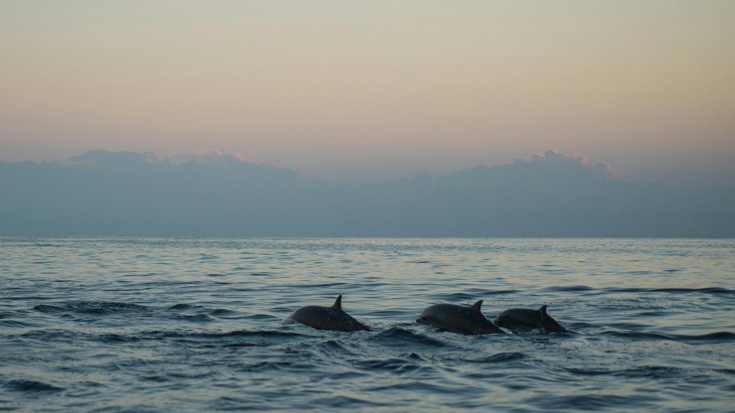 Dolphins