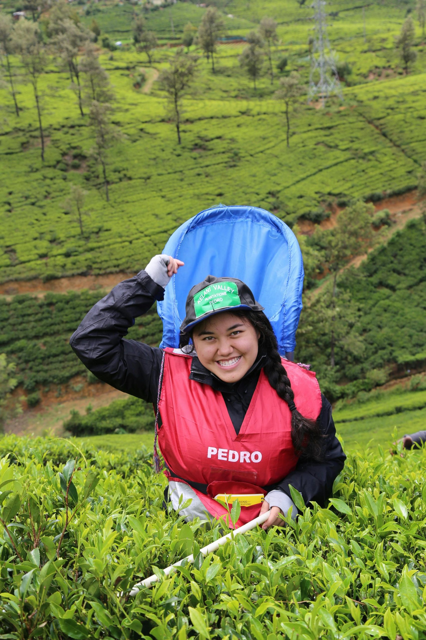 Pedro Tea Estate
