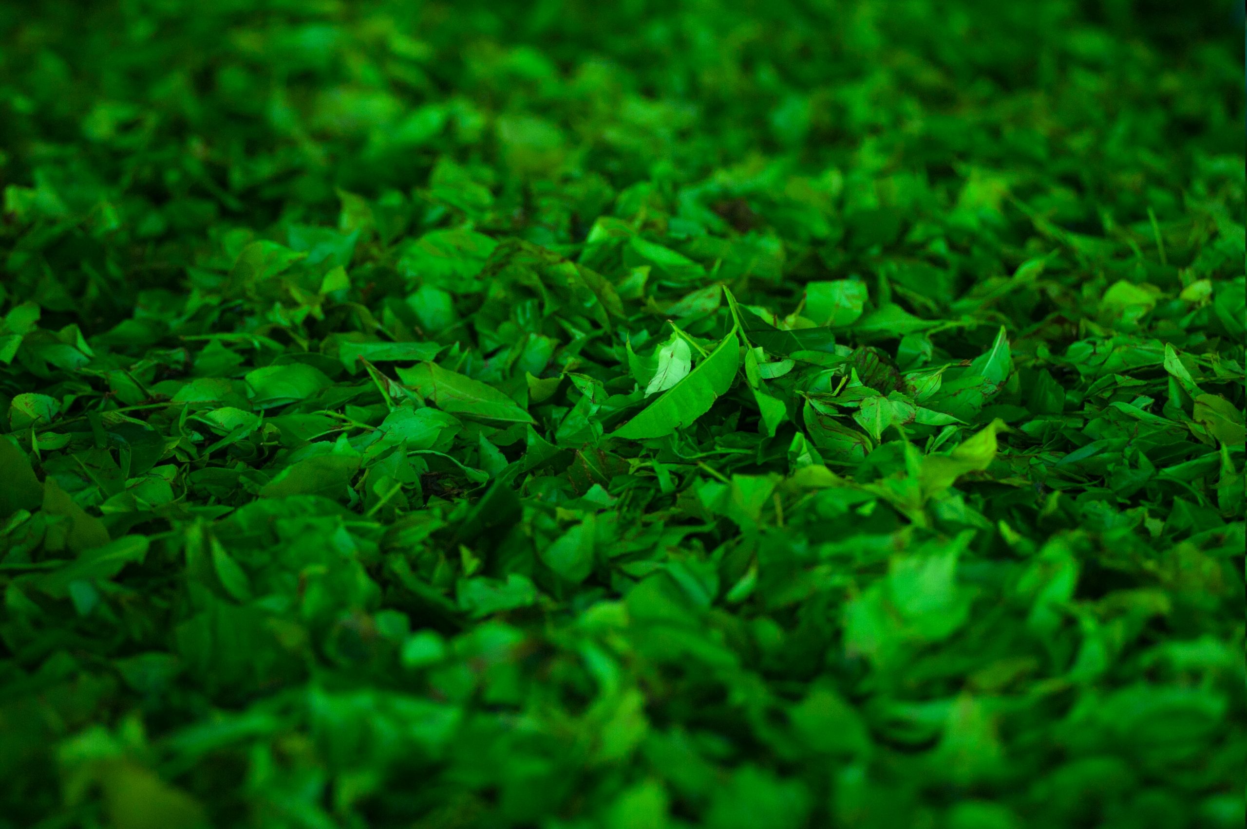 Ceylon Tea Museum