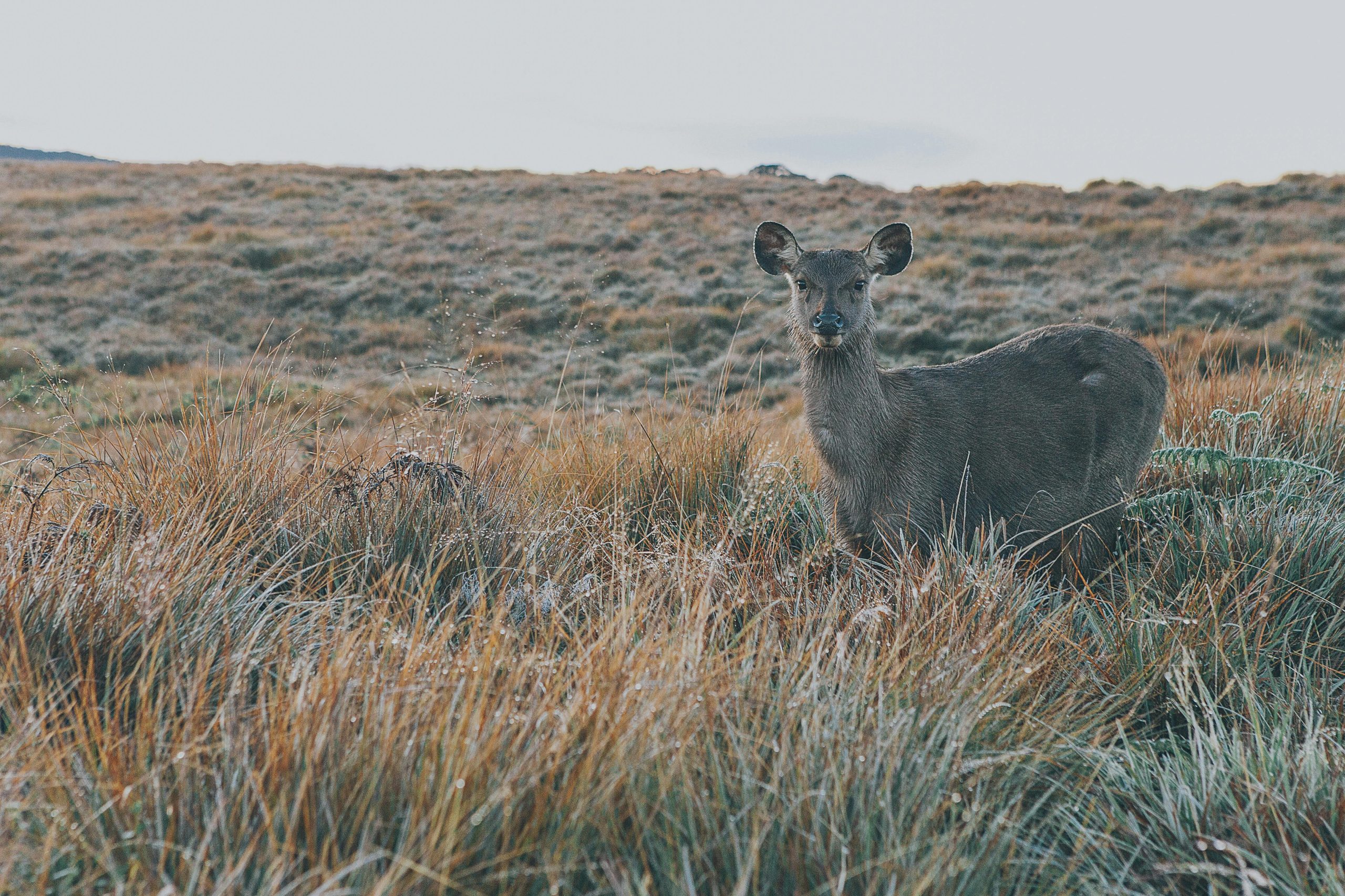 Horton Plains