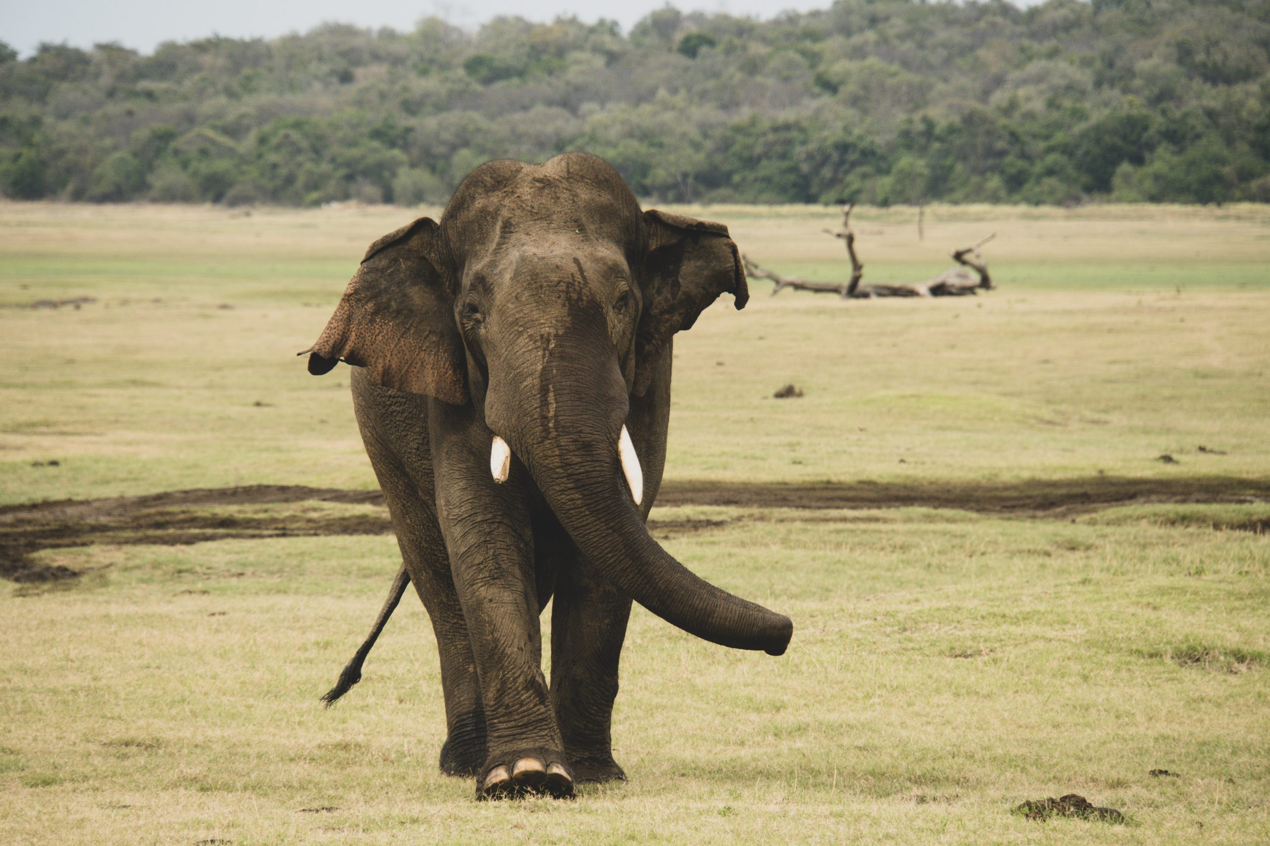 A beautiful elephant walking in the savannah of Sri Lanka, showcasing wildlife in its natural habitat.