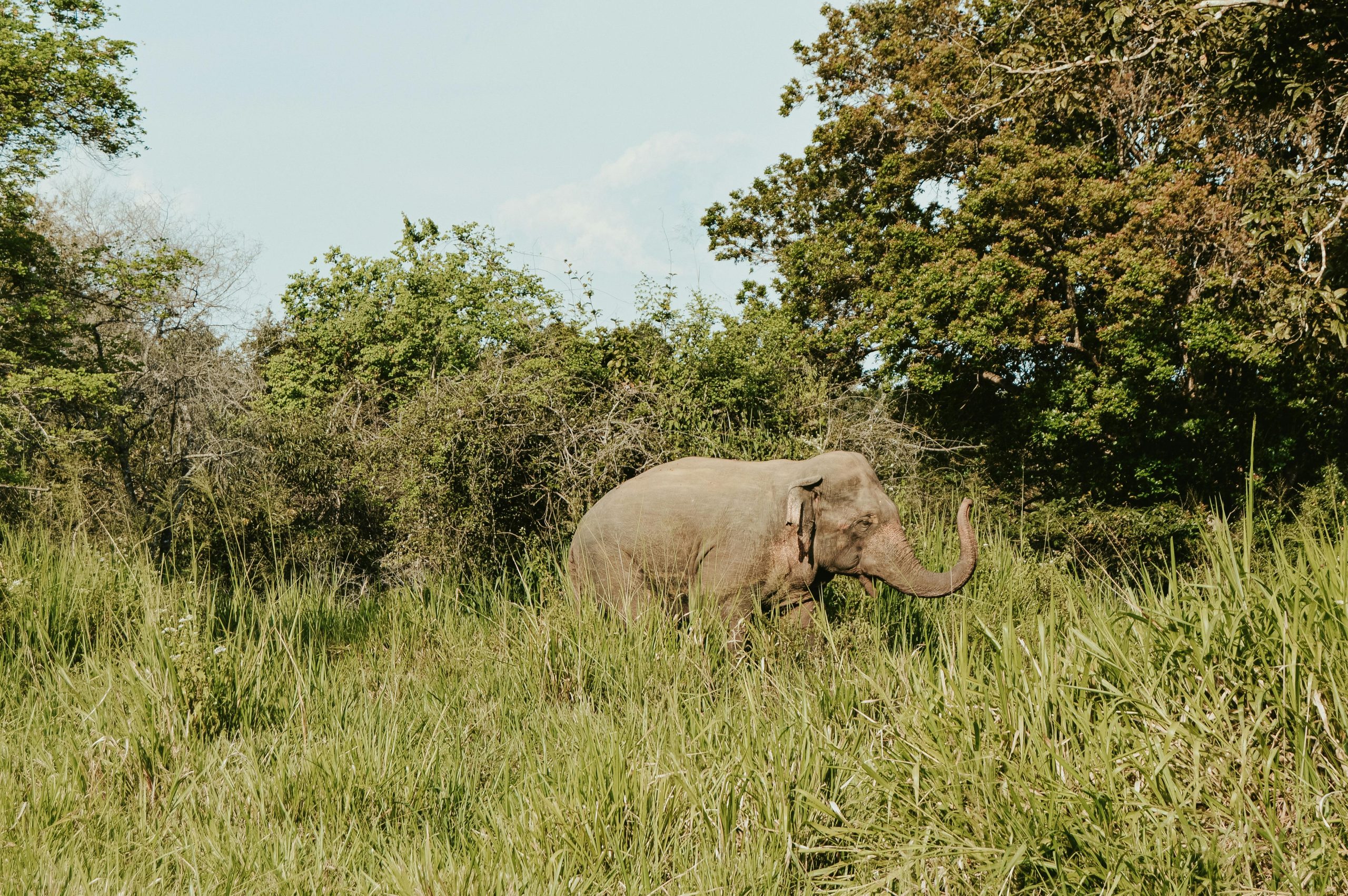A solitary elephant traverses a verdant grassland, highlighting the beauty of the natural habitat.