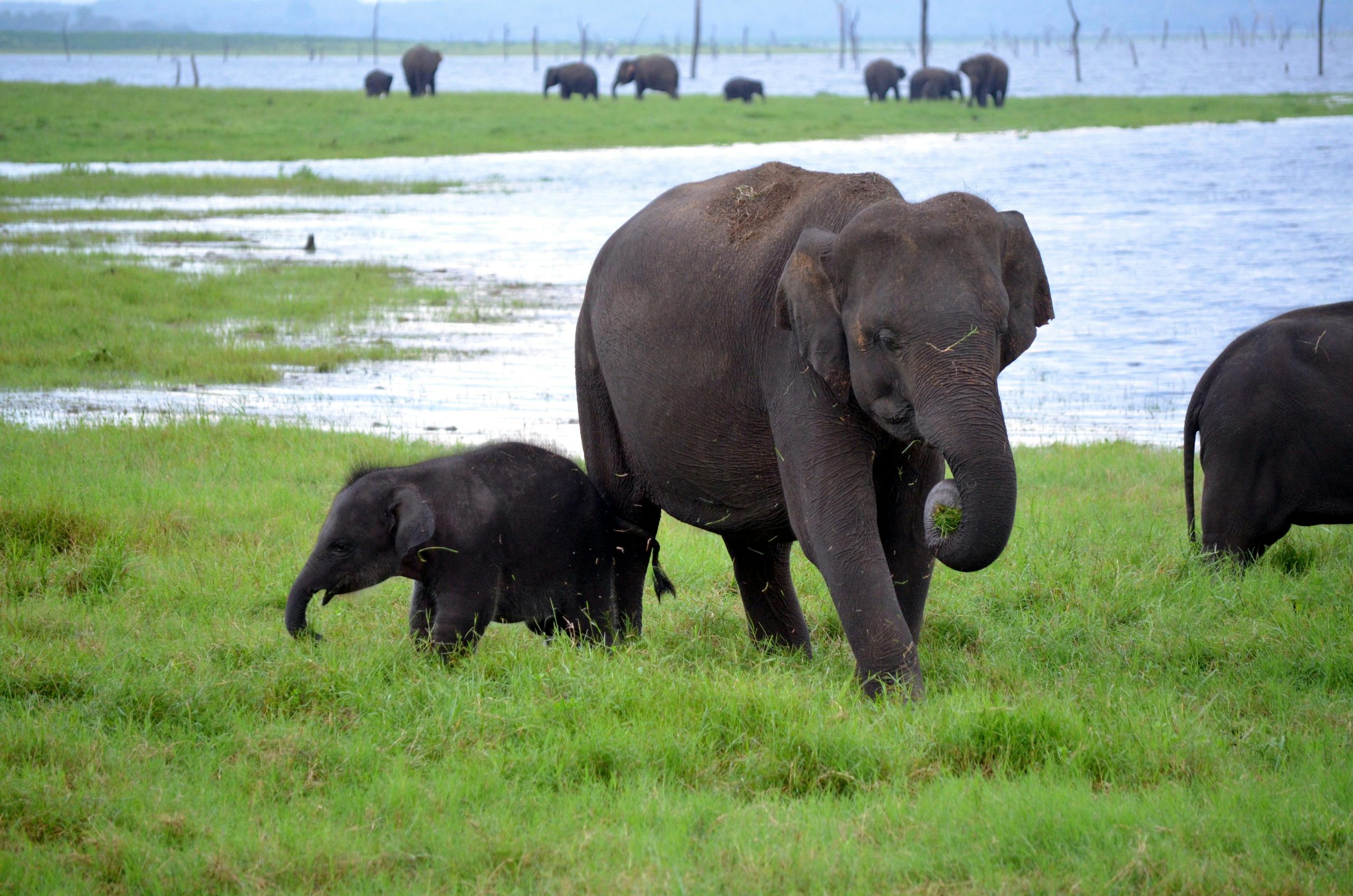 Minneriya National Park