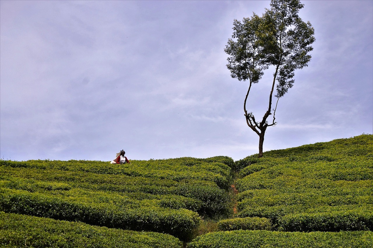 Tea Country Rail Adventure